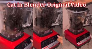 [New Video Link] Cat In Blender Original Video: Is The Cat Blender ...